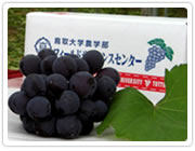 鳥取大学農学部が研究の末に生産した極上のフルーツです。糖度・>品質・安全性全てに最上級のおいしさをお届けします。